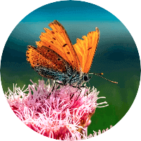 user-profile-img